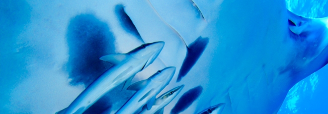 石垣島ダイビングポイントMAP