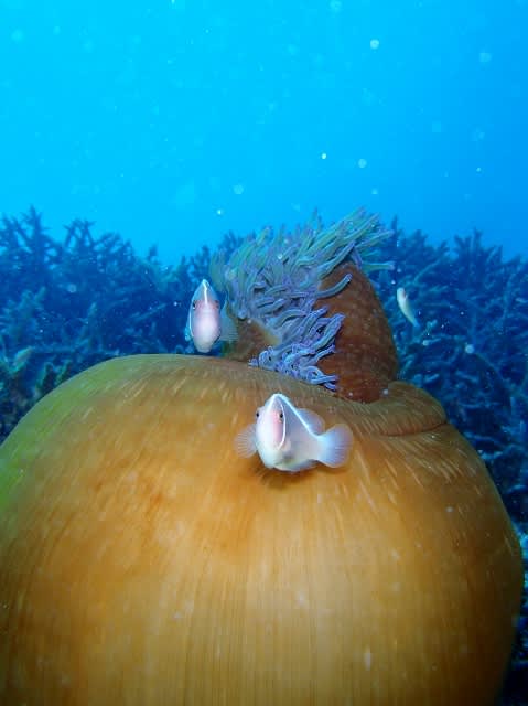 P6290007_479x640 P6290007_479x640