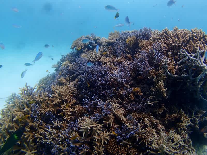 P6260024_800x600 P6260024_800x600