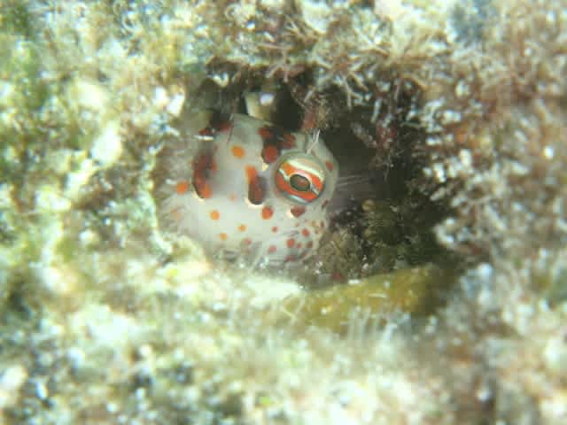 P9160065_640x480 P9160065_640x480