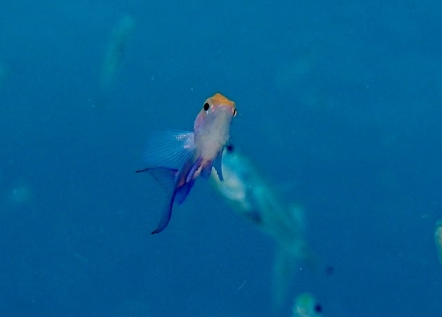 P5250041_640x460 P5250041_640x460