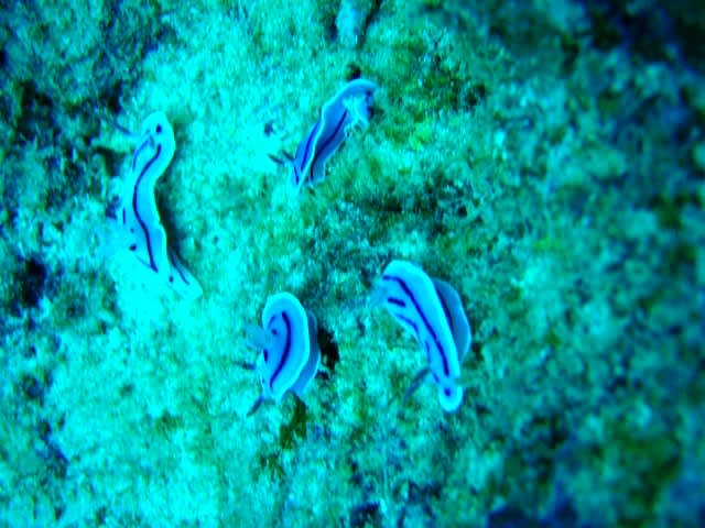 Pb190006_2 Pb190006_2