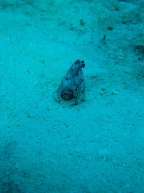 P4030056_480x640 P4030056_480x640