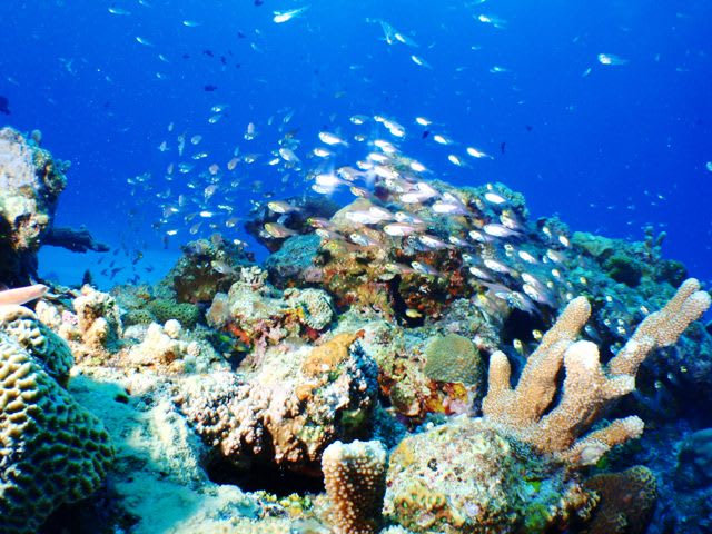 P5100021_2 P5100021_2