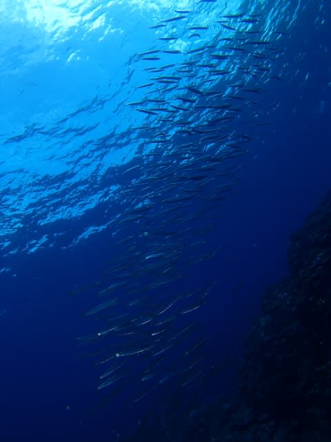 P9290055_480x640 P9290055_480x640