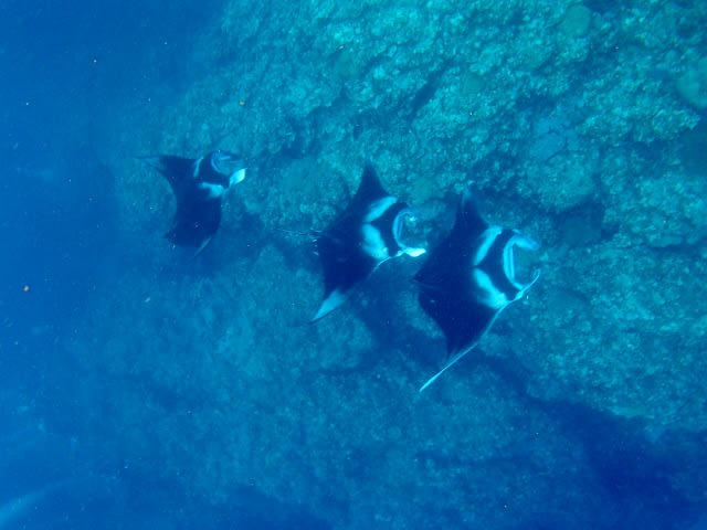 P8155367_640x480 P8155367_640x480