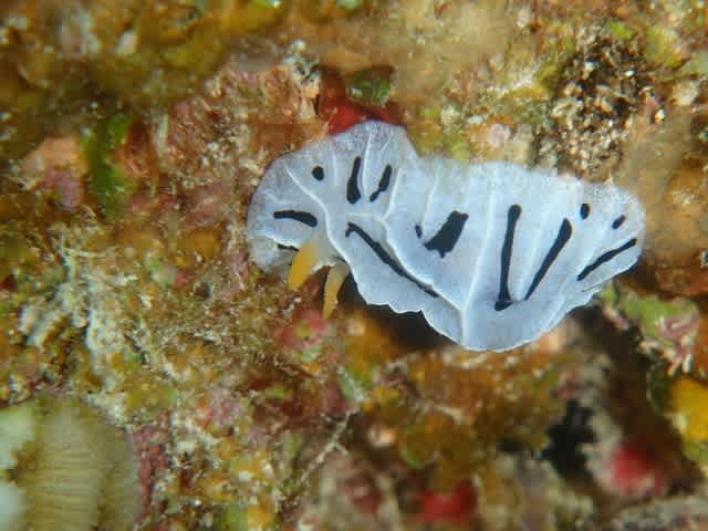 P9307833_640x480 P9307833_640x480