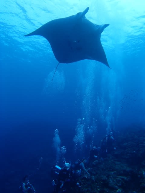 P9056377_480x640 P9056377_480x640