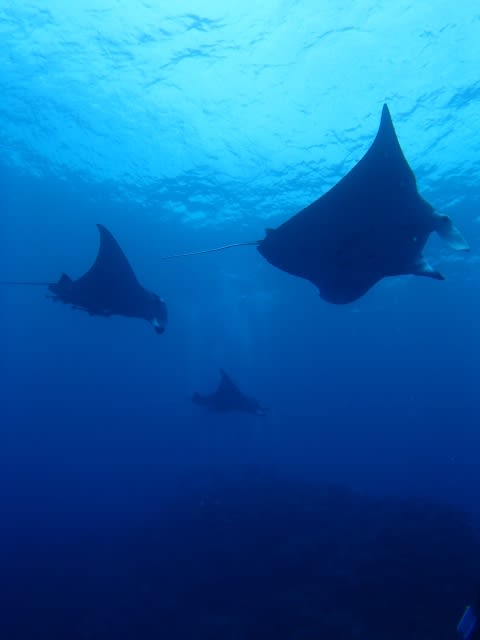 P9056384_480x640 P9056384_480x640