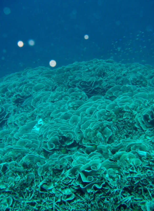 Gedc0003_2 Gedc0003_2