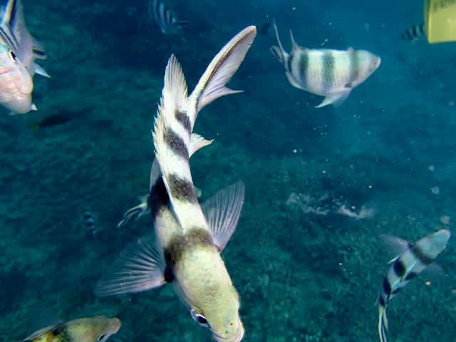 P4200086_640x480 P4200086_640x480