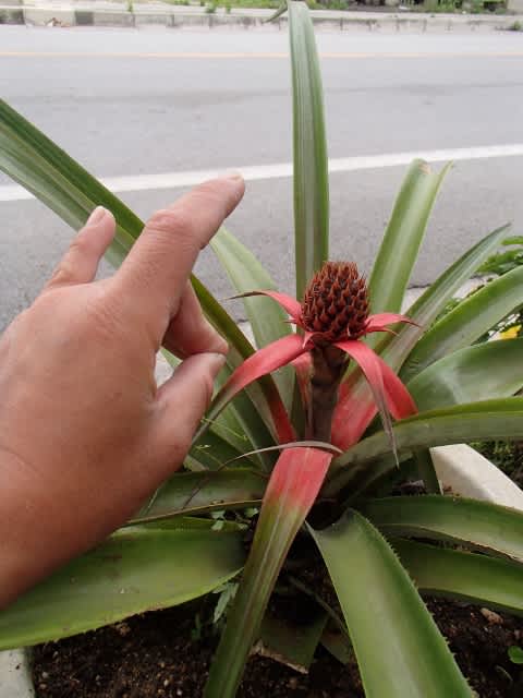 P3270008_480x640 P3270008_480x640