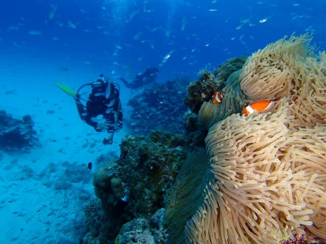 P9090038_640x480 P9090038_640x480