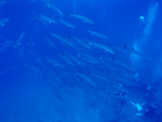 P5050006_640x480 P5050006_640x480