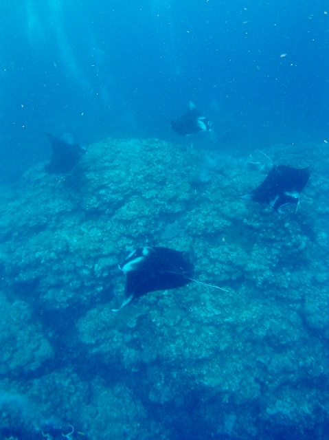 P8155357_479x640 P8155357_479x640