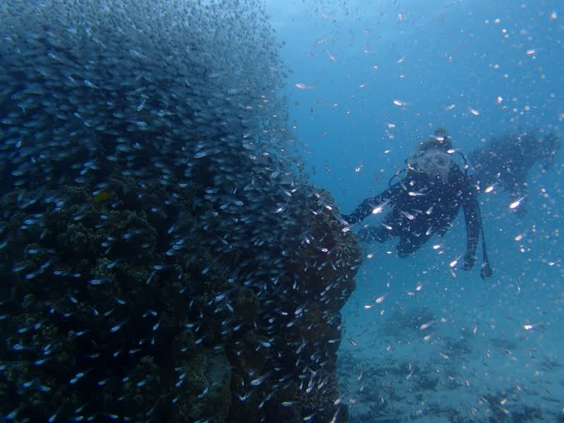 P6270042_800x600 P6270042_800x600