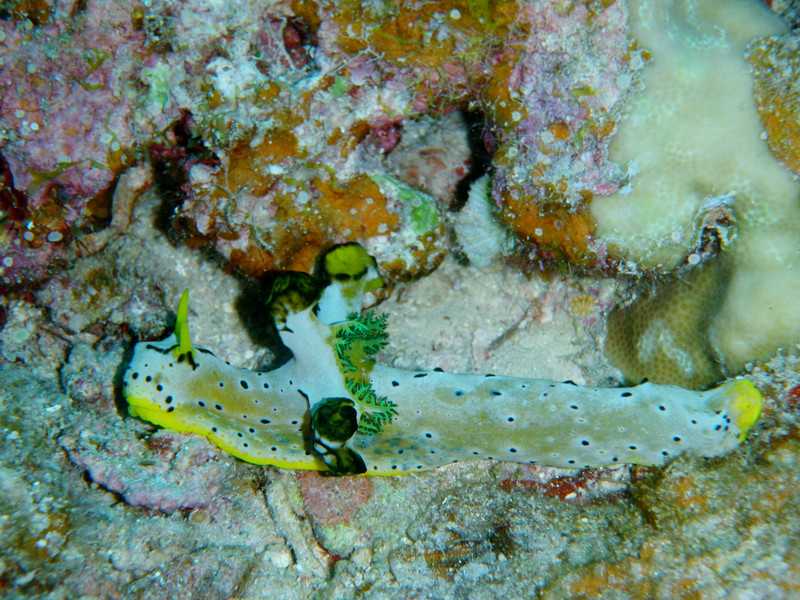 P4285306_2 P4285306_2