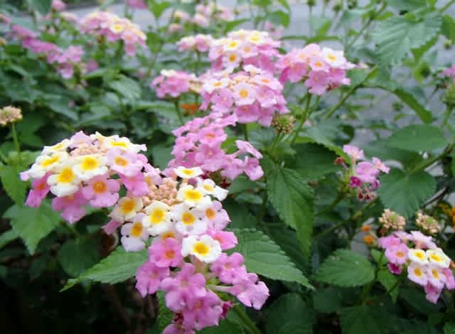 P4010165_640x470 P4010165_640x470