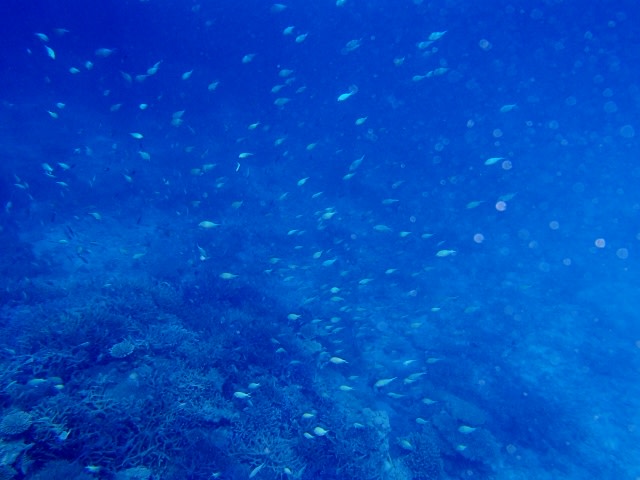 P5251116_640x480 P5251116_640x480