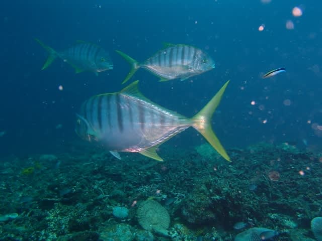 P9150015_640x480 P9150015_640x480