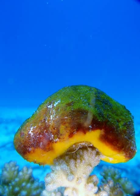 P5270019_460x640 P5270019_460x640