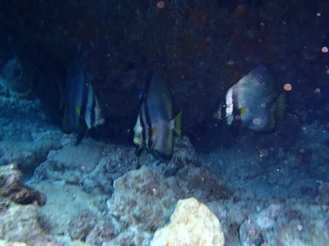 P9267509_640x480 P9267509_640x480