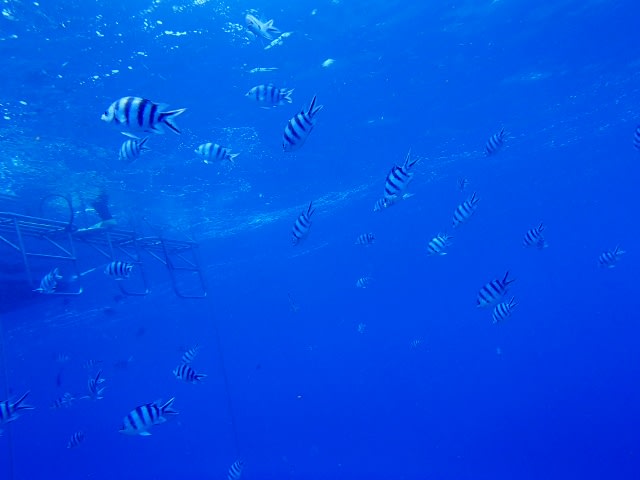 P4230085_640x480 P4230085_640x480