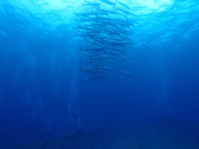 P5050030_640x480 P5050030_640x480