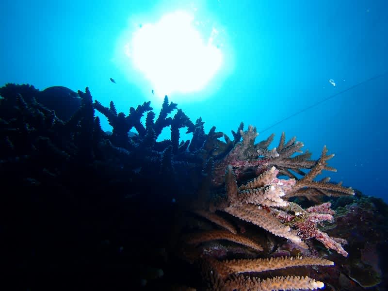 P6222041_800x600 P6222041_800x600