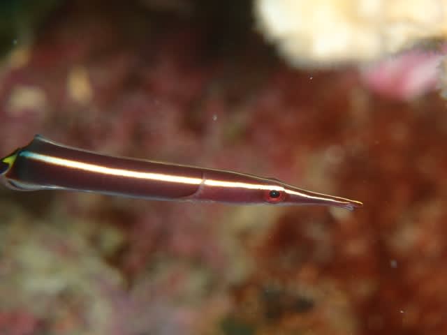 P8130003_640x480 P8130003_640x480