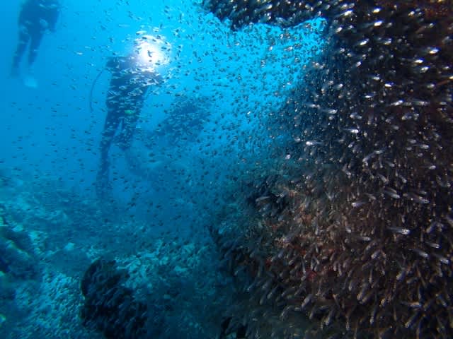 P7193025_640x480 P7193025_640x480