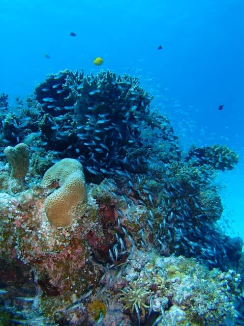 P9040015_480x640 P9040015_480x640