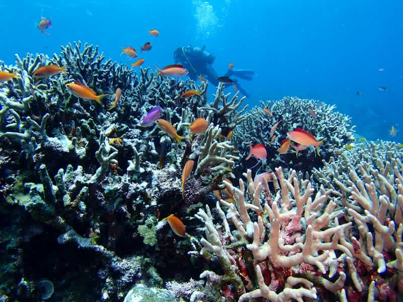 P6240033_800x600 P6240033_800x600