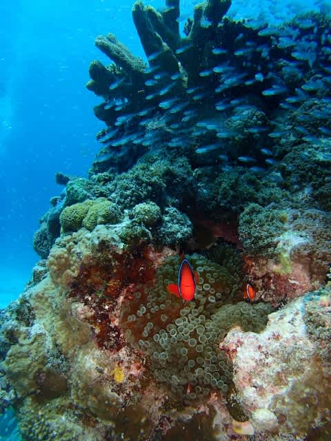 P9250027_480x640 P9250027_480x640