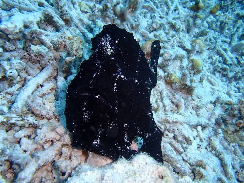 P6160001_800x600 P6160001_800x600