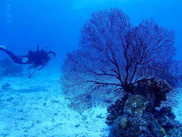 P5250030_640x480 P5250030_640x480