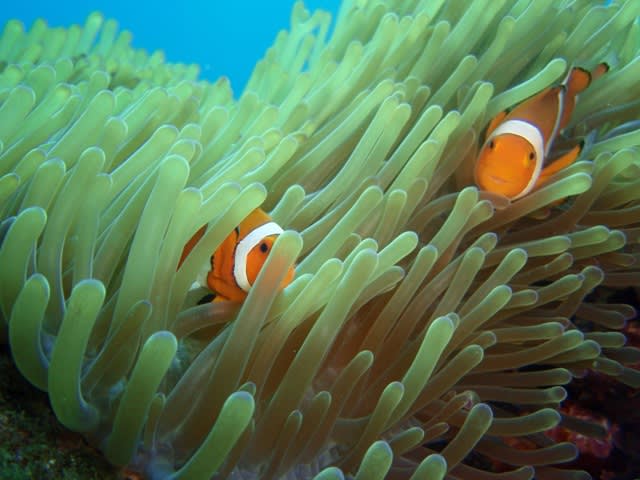 P6100018_2 P6100018_2