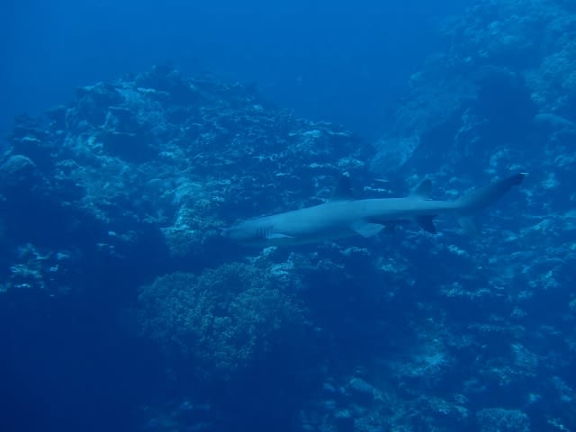 P9287727_640x480 P9287727_640x480