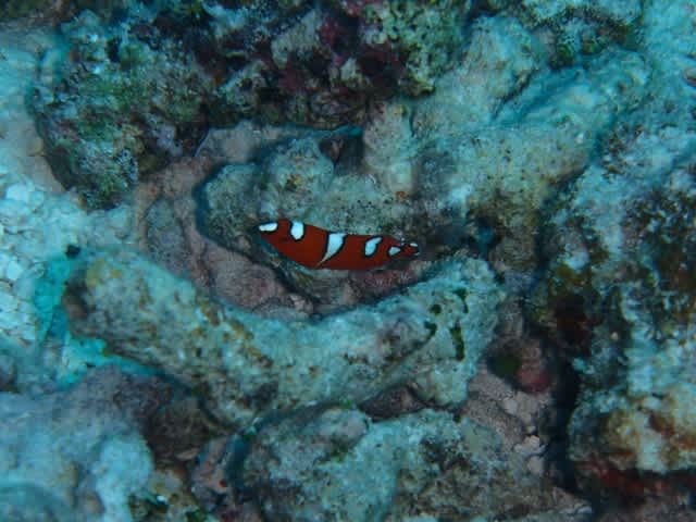 Pa220021_640x480 Pa220021_640x480