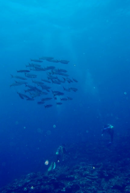 P6280017_431x640 P6280017_431x640