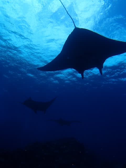 P9290085_480x640 P9290085_480x640